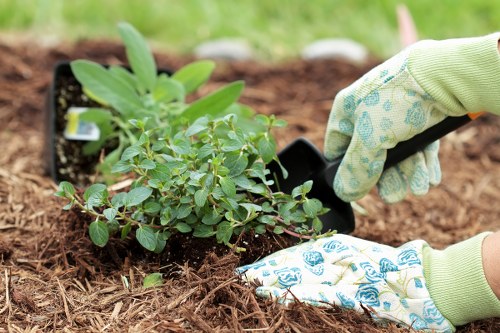 Professional hedge cutting in Hampton Wick
