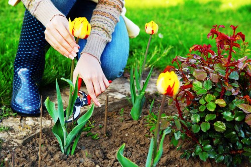 Tree removal and stump grinding service in Hampton Wick